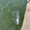 Azzurro Landing Net Land+N, 4m Long, Fishing Landing Net for Bluefish and Sea Bass