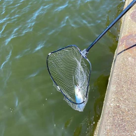 Azzurro Landing Net Land+N, 4m Long, Fishing Landing Net for Bluefish and Sea Bass