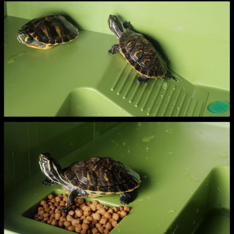 Multifunctional Reptile Basking Platform Waterproof Aquarium Turtle Sun Terrace Decor for Crawler Pet Enthusiasts