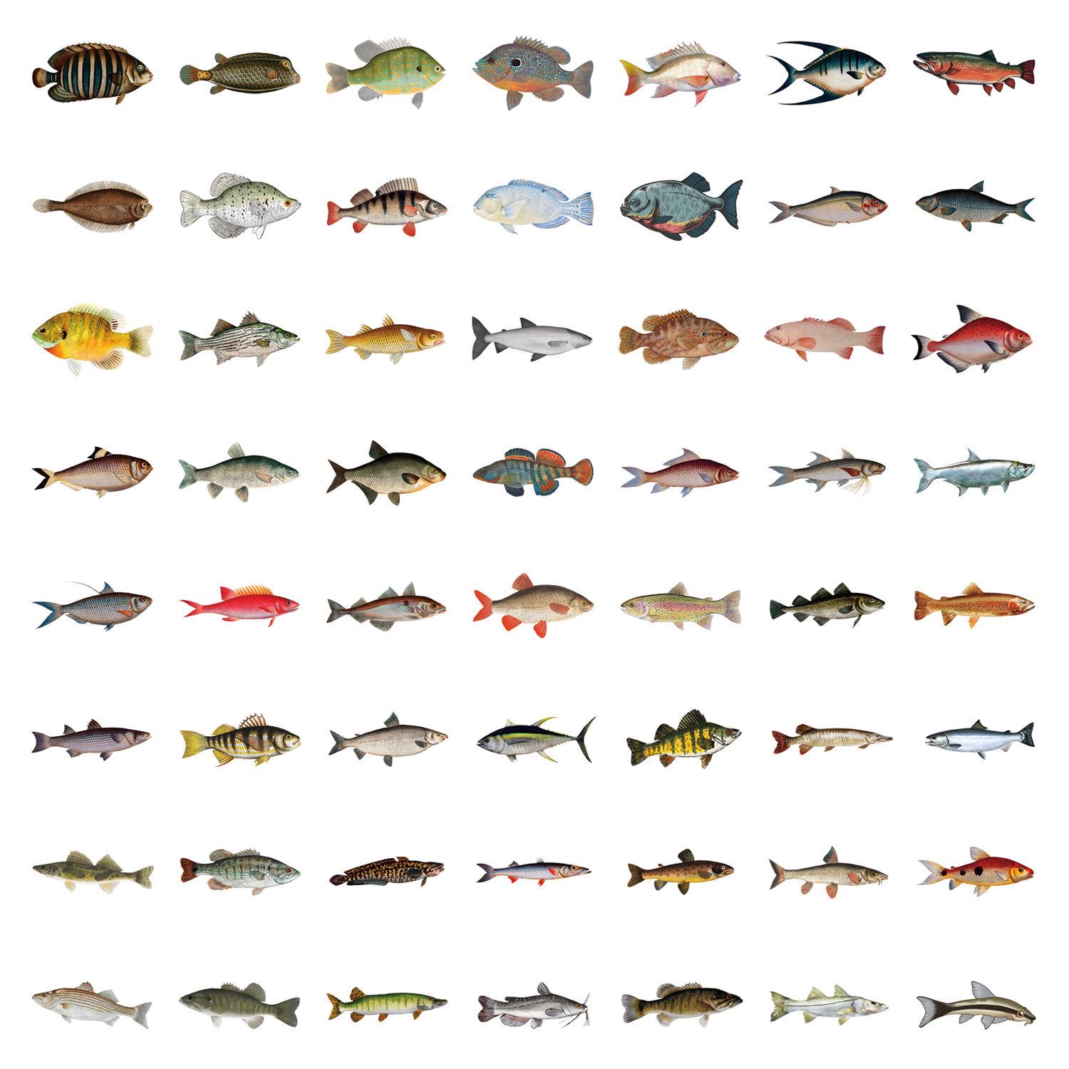 

55 Waterproof Cartoon Fish Stickers for Journals, Water Bottles, and Laptops