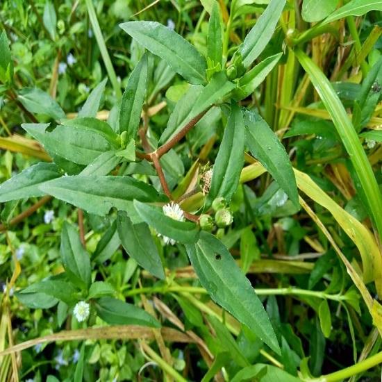 Bhringraj Hair Care Powder 100gm