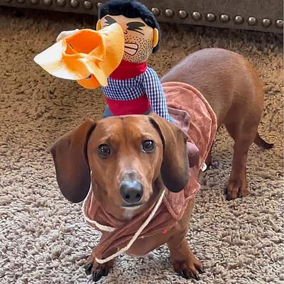 Costume da cowboy per animali domestici, Halloween, divertenti vestiti per cuccioli, per cani di piccola e media taglia, gatti, bassotti, yorkshire, beagle, abiti da festa