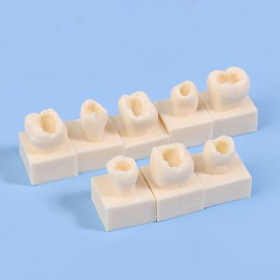 8Pcs/Kit Dental Posterior Student Training Test Model Practice Composite Resin Filling Teeth Jaw Dentistry Equipment