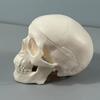 Skull Anatomy Model Skeleton Head Model Realistic Small Skull Crafts Halloween Decor for Teaching Anatomy Learning Classroom
