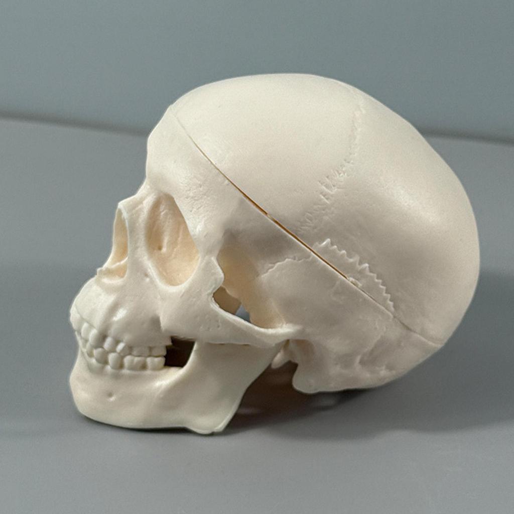 Skull Anatomy Model Skeleton Head Model Realistic Small Skull Crafts Halloween Decor for Teaching Anatomy Learning Classroom