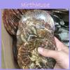 Exquisite 1pc Natural Ammonite Fossil Quartz Crystal Disk Shell Plate Conch Stand