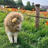Cat Cosplay Dress Up Pet Hat Cute Lion Mane for Cat Puppy Lion Wig Costume Party Decoration Halloween Christmas Gatos Costume Cosplay Toy Pet Supplies