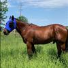 Breathable Horse Mask Insect Fly Protection Equine Gear Equestrian Supplies Durable Comfortable Fit Mosquito Shield For Horses