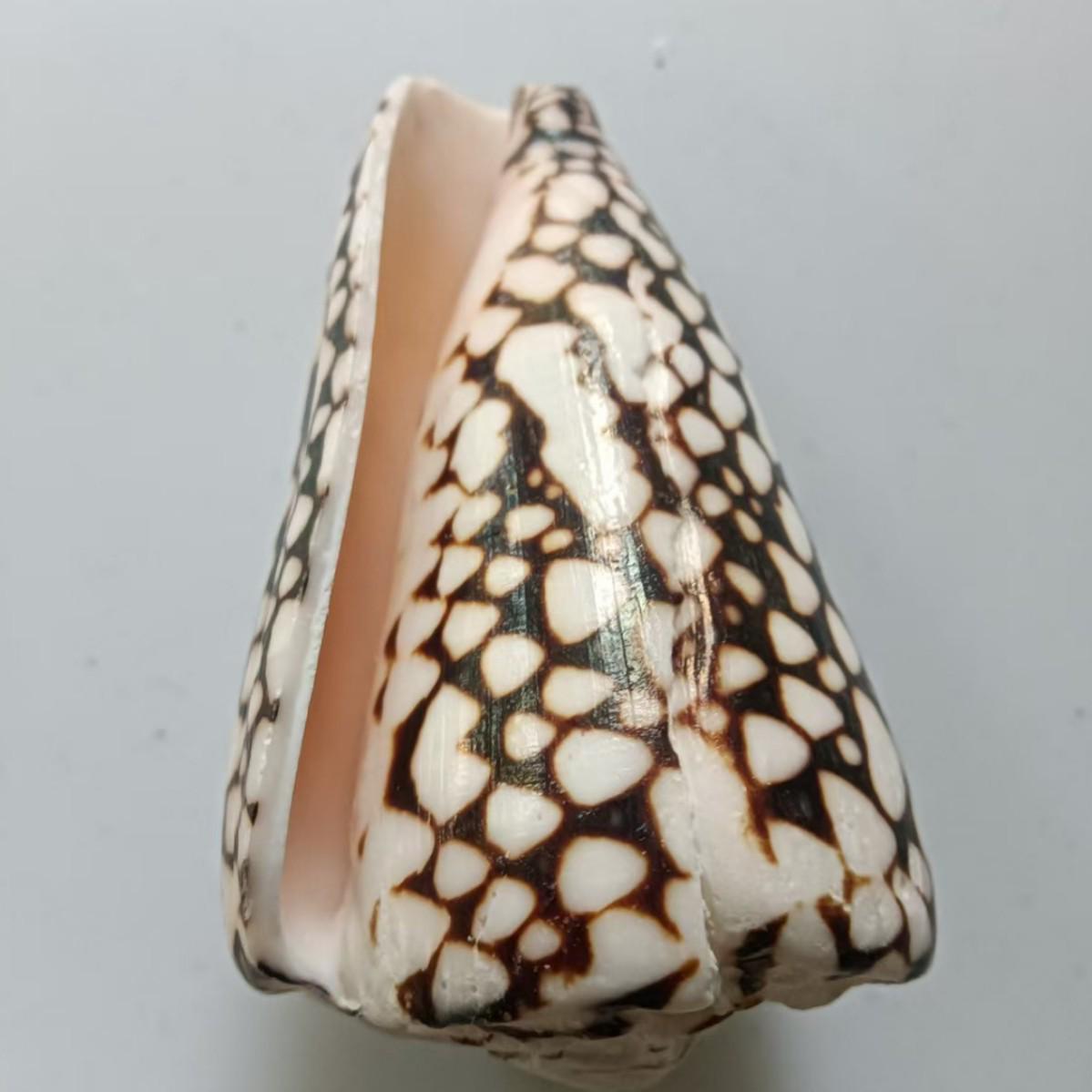 Натуральные ракушки, раковины-конусы под змеиную кожу, морские звезды, раковины-драконы - подвески для самостоятельного изготовления браслетов и ожерелий