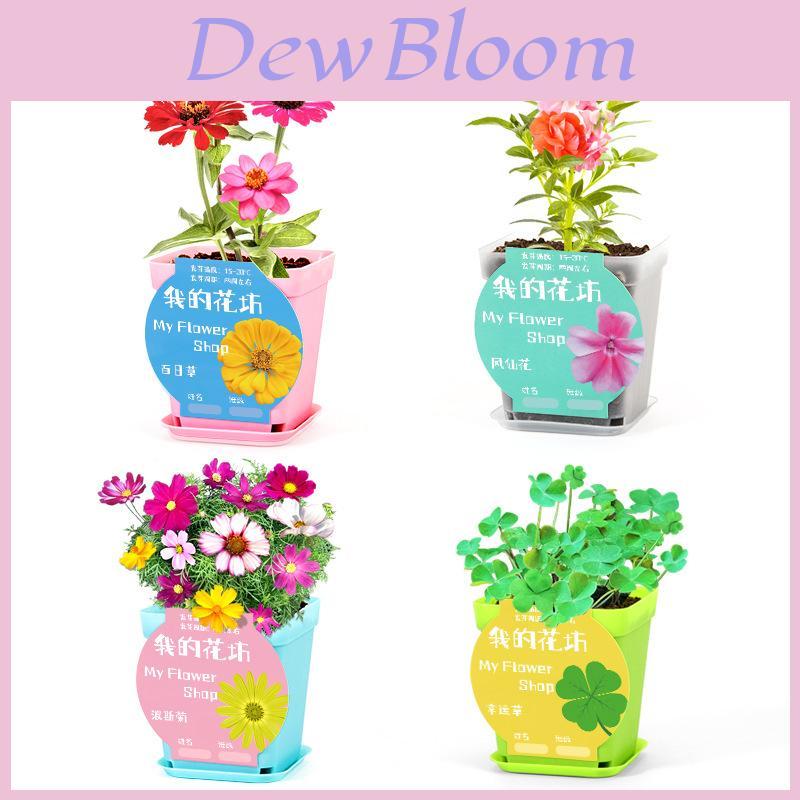 Science Experiment Diy Desktop Potted Plant Kit With Germination Seeds For Kids And Office Decor