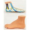 3PCS Anatomical Foot Structure Models Life Size Foot Anatomy Models For Classroom Demonstration and Clinical Settings