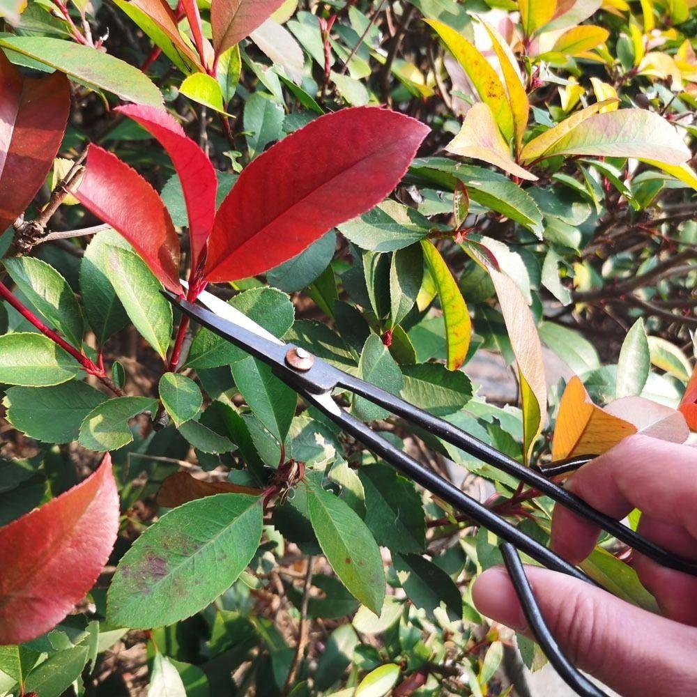 

Cutter Grafting For Garden Plant Branch Flower Gardening Shears Pruning Tools Bonsai Tool Scissors