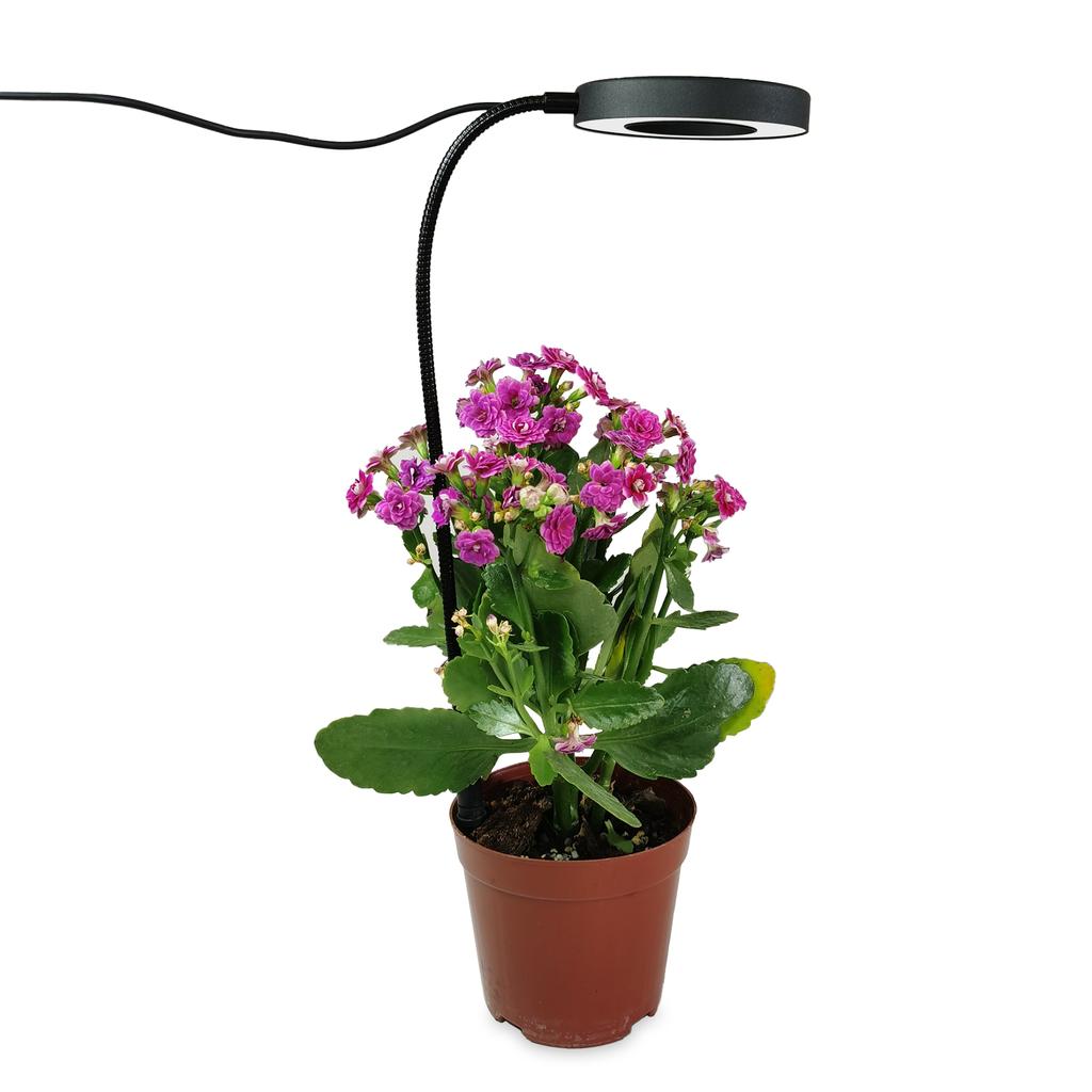 Ground-plugged Plant Light Timable Dimmable Angel Ring Full Spectrum Imitation Sunlight Succulent