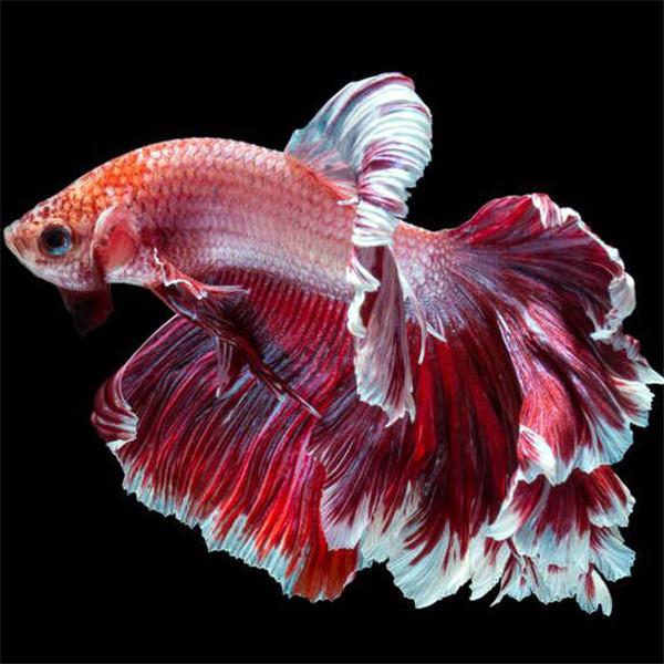 

Полный круглый алмаз вышивка рыбы алмазная живопись животных вышивка крестиком ручная работа мозаика искусство украшения дома подарки Full Round 40x40CM