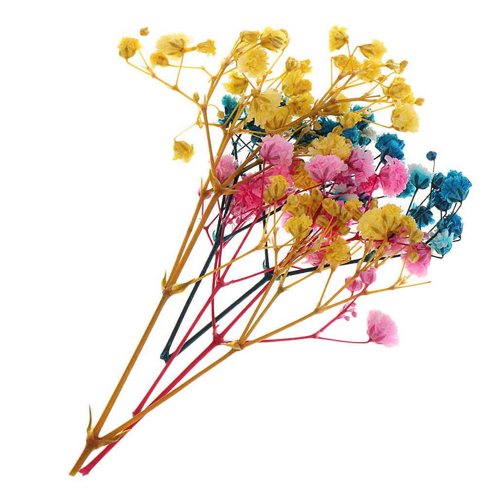 Pressed Leaves Dried Flower Embellishments for Scrapbooking Jewelry Making Resin Crafts Small Natural Floral Art