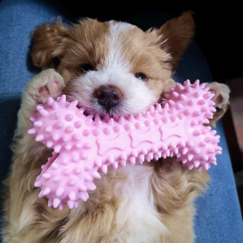 

Teeth Cleaning Corgi Teddy Self-Entertainment Relieving Stuffy Handy Gadget Dog [Two-piece set] Bone + donut