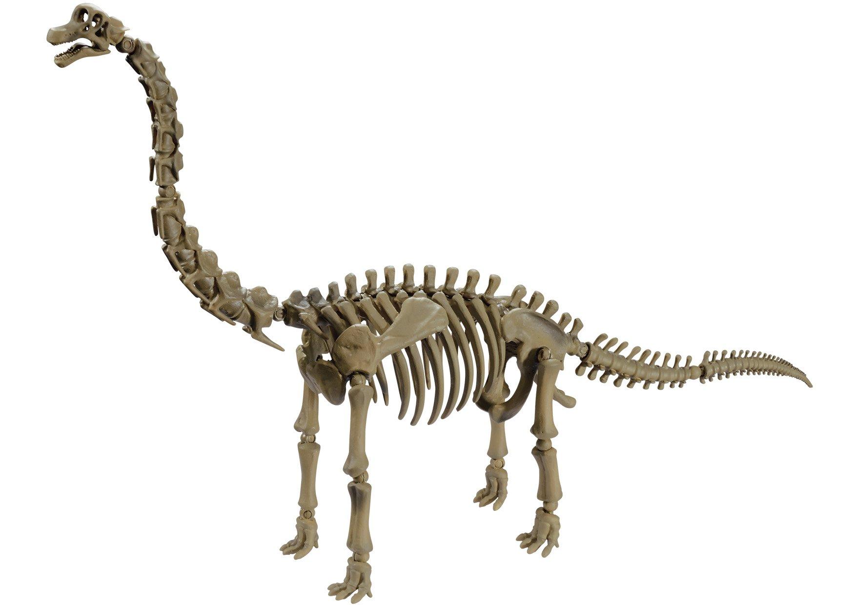 

Pose Skeleton Dinosaur Series 104 Brachiosaurus