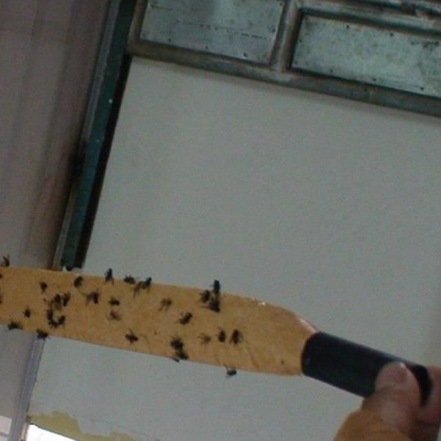 Insect Trap - YWEI - INSECT LAMP - Yellow - 4 Rolls - Environmentally Friendly