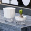 6PCS Root Visibility Hydroponic Container Eco-Friendly Plastic Butterfly Orchid Flowerpot Water Storage Lazy Flowerpot Hyacinth