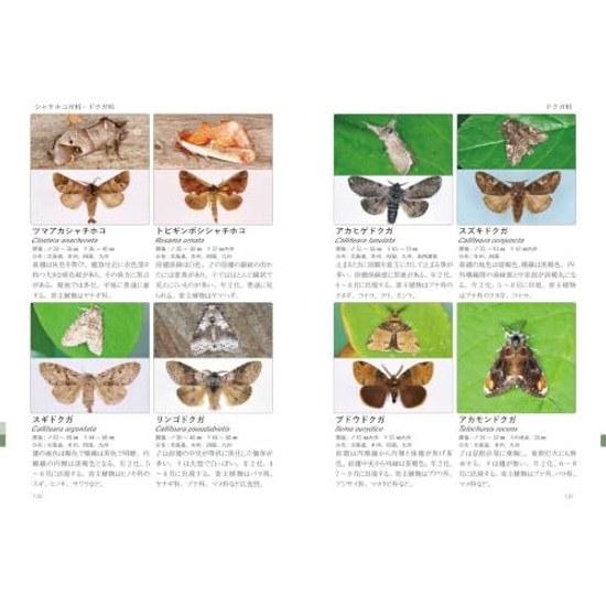 Revised Edition Moth Ecology Specimen Illustrated Guide