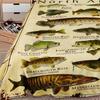 1 Stück Kuscheldecke Sport Fischmuster Flanelldecke für Couch Bett Sofa Gemütlich Bequem Warm Decken Festival Geschenke Familien Dekoration Ganzjahres