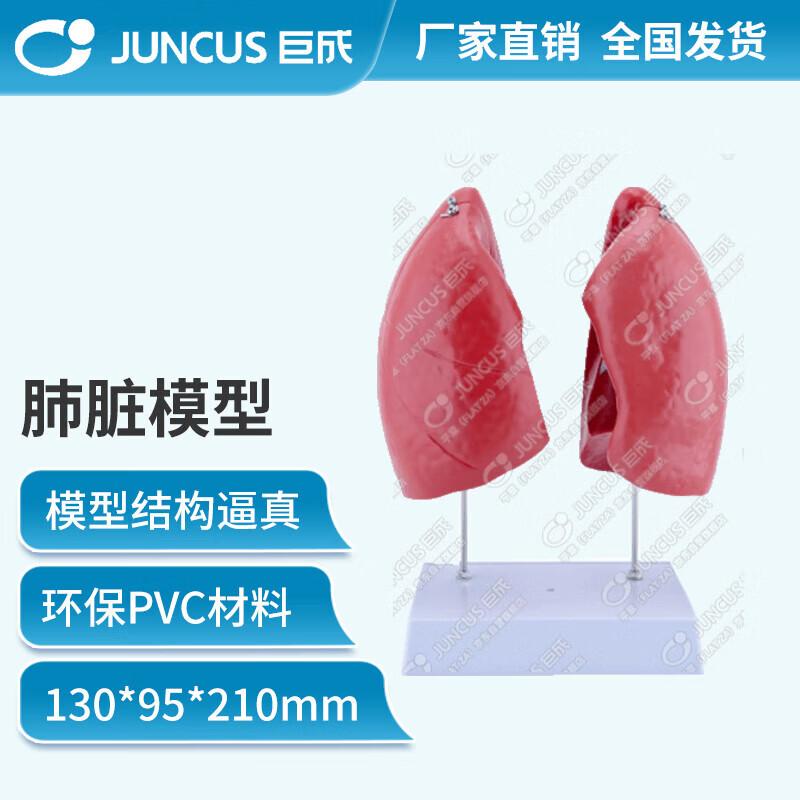 Emergency Training Lung Model
