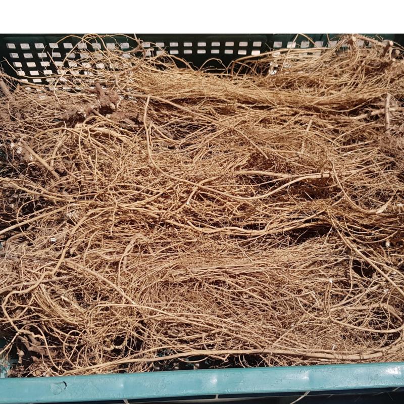 500g Dried Nightshade Root