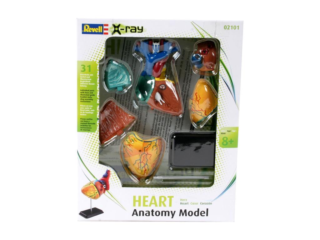 German Level Anatomical Model Heart Anatomy 02101 Plastic Model 1/2