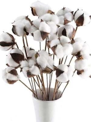 20 Pcs Natural Cotton Flowers Cotton Stems Dried Cotton Picks Dried Flower Branch Farmhouse Display Filler-Furniture Wedding Home DIY Decoration