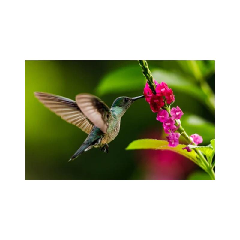 Posters and Prints with Hummingbird, Canvas Painting, Birds, Animals, Cuadros, Wall Art Paintings for the Living Room, Modern Home Decor,