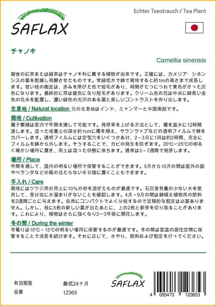 SAFLAX Čajovník - 6 semen - Se substrátem pro lepší pěstování - Camellia sinensis