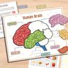 Interaktives menschliches Anatomie Busy Book mit beschrifteten Organen 500 Körperfakten Pädagogische Lernaktivität Geschenk für Schüler