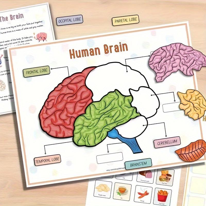 Interaktives menschliches Anatomie Busy Book mit beschrifteten Organen 500 Körperfakten Pädagogische Lernaktivität Geschenk für Schüler