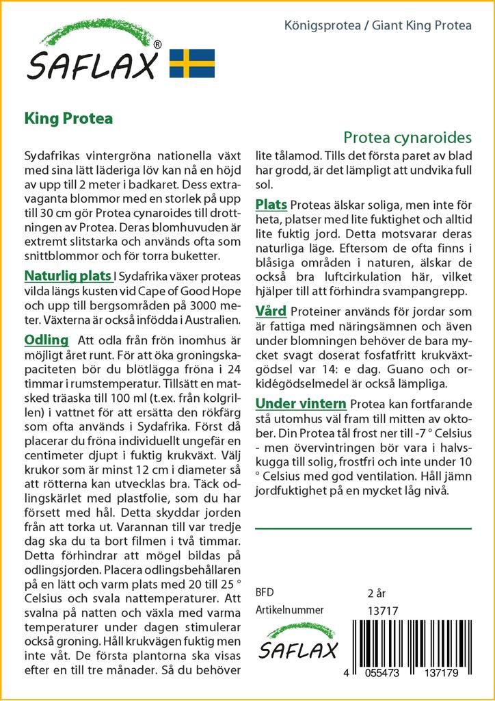 SAFLAX Giant King Protea - 5 Seeds - With Potting Substrate for Better Cultivation - Protea Cynaroides