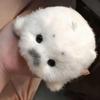 12cm Baby Seal Plush Toy Soft Cuddly White Marine Animal Stuffed Gift Adorable Black Eyes Grey Snout Soothing Comfort Decorative