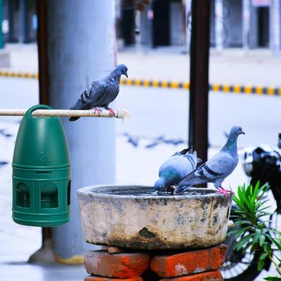 3/5L Automatic Bird Water Drinker for Dove Outdoor Wild Bird with Detachable Sealed Mouth and Hanging Hook for Watering