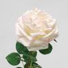 Simulation feel moisturizing Austin rose, home decoration living room ornament fake flower