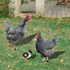 3pcs Chicken Home Decor Realistic Garden Sculpture Yard Art Rustic Outdoor Decor