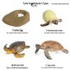Children's Cognitive Toys: Frog Tadpole Growth Cycle Models