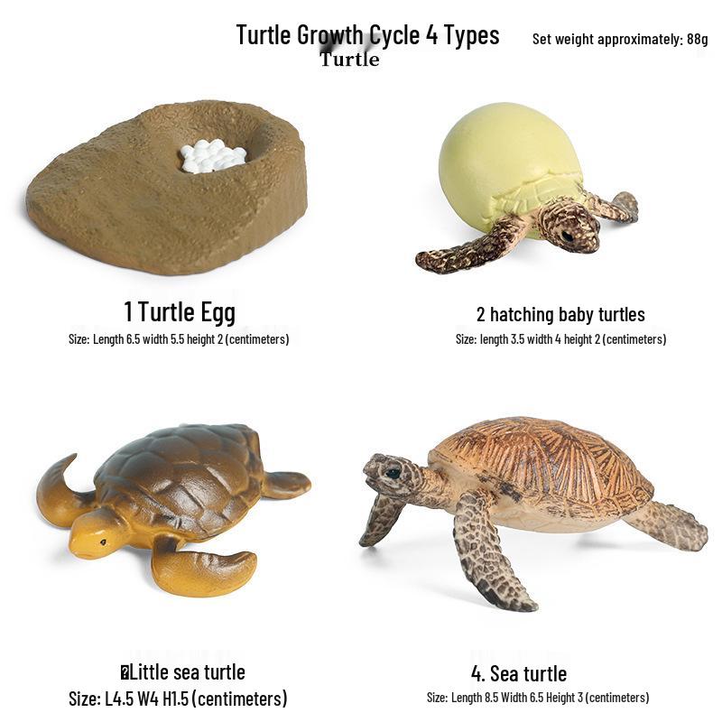 Children's Cognitive Toys: Frog Tadpole Growth Cycle Models