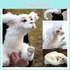 Falkor From The Neverending Story Plush Lucky Dragon Toy Pp Cotton Filling Home Decor Kids Gift