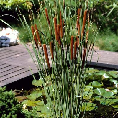 1000 TYPHA LATIFOLIA TOHUMU - TAZE TOHUMLAR