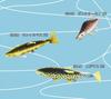 Rainbow trout No. 6047