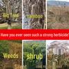 Tree Root Rot Eliminator: Powerful One-Drop Solution for Killing Rot, Weeds, and Bamboo