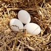3pcs Wooden Fake Eggs for Hens – Heavy, Durable Nesting to Establish Fixed Laying Area, Coop