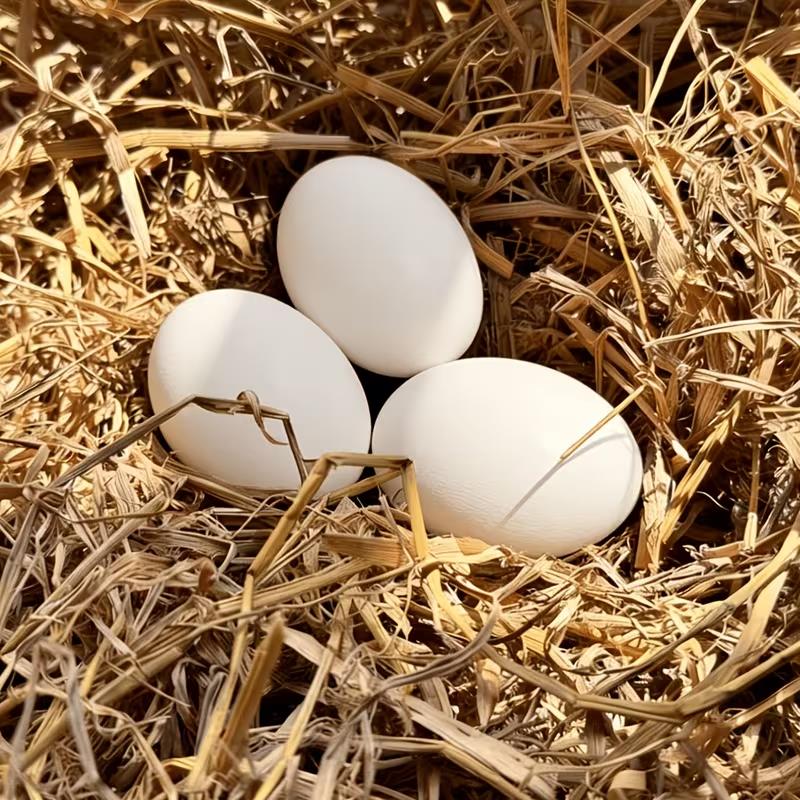 3pcs Wooden Fake Eggs for Hens – Heavy, Durable Nesting to Establish Fixed Laying Area, Coop