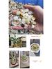 Natural Sandstone Polished Pebbles: 40 Jin for Fish Tank Landscaping & Succulent Decoration