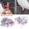 100 Piezas de Bandas de Pie de Palomas de Colores Perfectas Para el Entrenamiento de Pájaros Con Cómoda Construcción de Goma