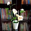 Artificial Rose Plant With Silk Flowers For Home Decor And Gift Use