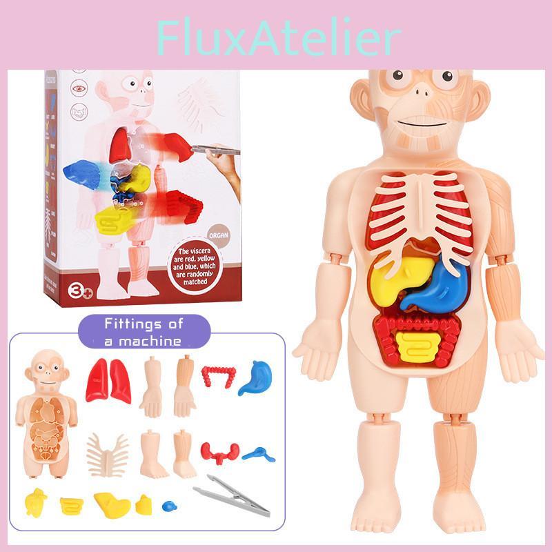 Kreatives Kinder Menschliches Organ Puzzle MINT-Lernset